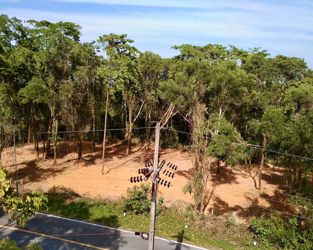 Tropical mangrove forest bordering the waterfront property